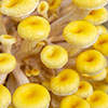 Yellow Oyster Mushroom Grow Kit