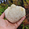 Lions Mane Mushroom Grow Kit Lions Mane Mushroom Grow Kit