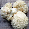 Lions Mane Mushroom Grow Kit Lions Mane Mushroom Grow Kit