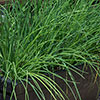 Herb Chives