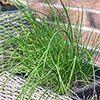 Herb Chives