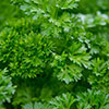 Herb Curly Leaf Parsley Herb Curly Leaf Parsley
