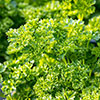Herb Curly Leaf Parsley Herb Curly Leaf Parsley