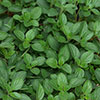 Herb Oregano