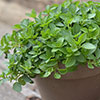 Herb Oregano