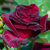Rose Black Baccara