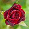 Rose Black Baccara