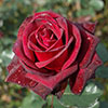 Rose Black Baccara