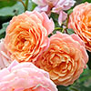 Rose of the Year 2023 Peach Melba Rose of the Year 2023 Peach Melba