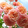 Rose of the Year 2023 Peach Melba Rose of the Year 2023 Peach Melba