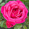 Rose Climbing Pink Perpetue Rose Climbing Pink Perpetue