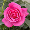 Harkness Rose Mum You are One in a Million �