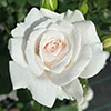 Harkness Rose Dame Deborah James Harkness Rose Dame Deborah James