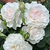 Harkness Rose Dame Deborah James Harkness Rose Dame Deborah James