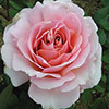 Harkness The Queen Elizabeth II Rose