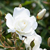 Rose Iceberg