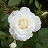 Rose Iceberg