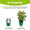 Rose Iceberg