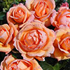 Harkness Rose Lady Marmalade �