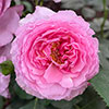 Rose Platinum Jubilee