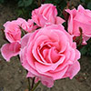 Rose Queen Elizabeth