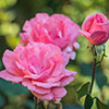 Rose Queen Elizabeth
