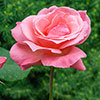 Rose Queen Elizabeth
