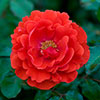 Harkness Rose Remembrance �