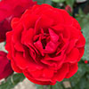 Harkness Rose Remembrance �