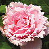Rose Sophie Rochas Rose Sophie Rochas