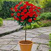 Patio Standard Red Rose