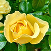 Gift Wrapped Rose Golden 50th Wedding Anniversary �