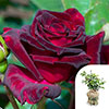 Gift Wrapped Rose Black Baccara