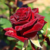 Gift Wrapped Rose Black Baccara
