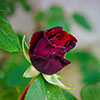 Gift Wrapped Rose Black Baccara