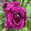 Gift Wrapped Rose Burgundy Ice