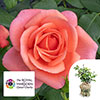 Gift Wrapped Catherines Rose �
