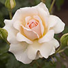 Gift Wrapped Harkness Rose Chandos Beauty �