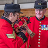 Gift Wrapped Harkness Rose Chelsea Pensioner �