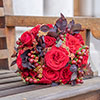 Gift Wrapped Harkness Rose Chelsea Pensioner �