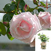 Gift Wrapped Harkness Climbing Rose New Dawn Gift Wrapped Harkness Climbing Rose New Dawn 