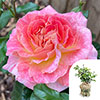 Gift Wrapped Harkness Rose Designer Sunset
