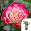 Gift Wrapped Harkness Rose Double Delight Gift Wrapped Harkness Rose Double Delight