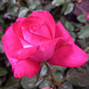 Gift Wrapped Harkness Rose Dr. Susan Michaelis