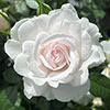 Gift Wrapped Harkness Rose Dame Deborah James