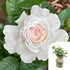 Gift Wrapped Harkness Rose Great North Eastern Gift Wrapped Harkness Rose Great North Eastern