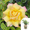 Gift Wrapped Rose Peace Gift Wrapped Rose Peace