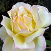 Gift Wrapped Rose Peace Gift Wrapped Rose Peace
