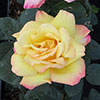 Gift Wrapped Rose Peace Gift Wrapped Rose Peace