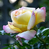 Gift Wrapped Rose Peace Gift Wrapped Rose Peace